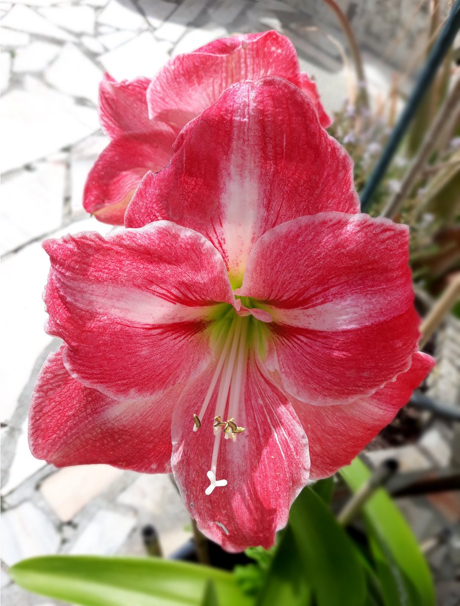 diana_therose's tweet photo. Amarilis
#aesthetic #flower #flowerlovers #pinkflower #plantlovers #homegarden #edition #picsart #photography #naturephotography #flowerphotography #simpletings #dailystuff #dailythings #cottagecore #amarilis https://t.co/JtshYnlxmR