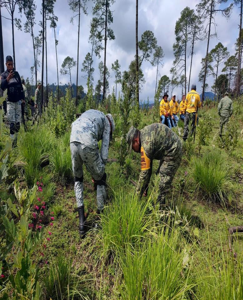 Claudiashein's tweet photo. Mi agradecimiento siempre a la @SEDENAmx y a la @GN_MEXICO_ por el apoyo en la reforestación de la Ciudad. 

Aquí en la alcaldía Tlalpan junto con nuestros brigadistas de @SEDEMA_CDMX  🌲🌲🌿 https://t.co/mBjb6nmCW4