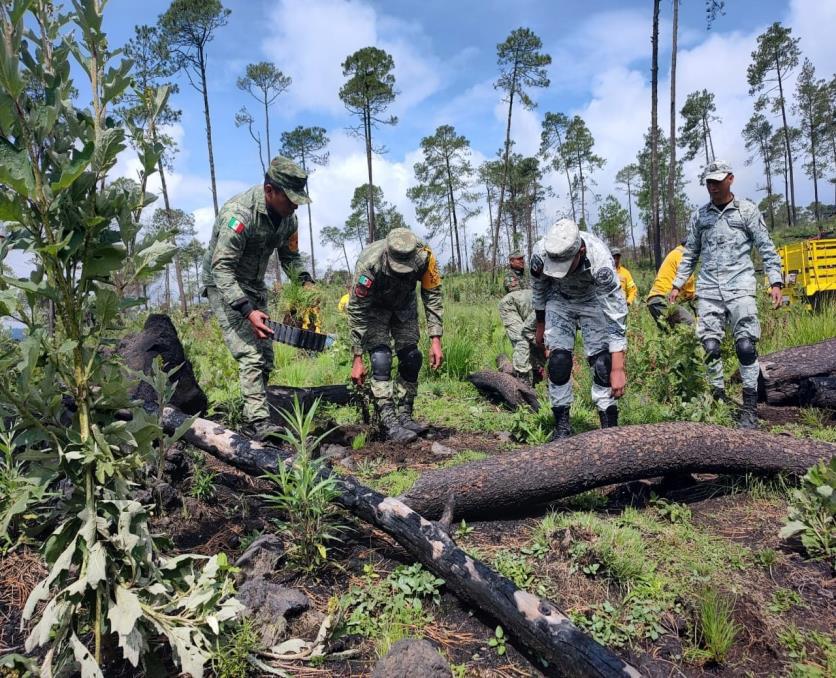 Claudiashein's tweet photo. Mi agradecimiento siempre a la @SEDENAmx y a la @GN_MEXICO_ por el apoyo en la reforestación de la Ciudad. 

Aquí en la alcaldía Tlalpan junto con nuestros brigadistas de @SEDEMA_CDMX  🌲🌲🌿 https://t.co/mBjb6nmCW4