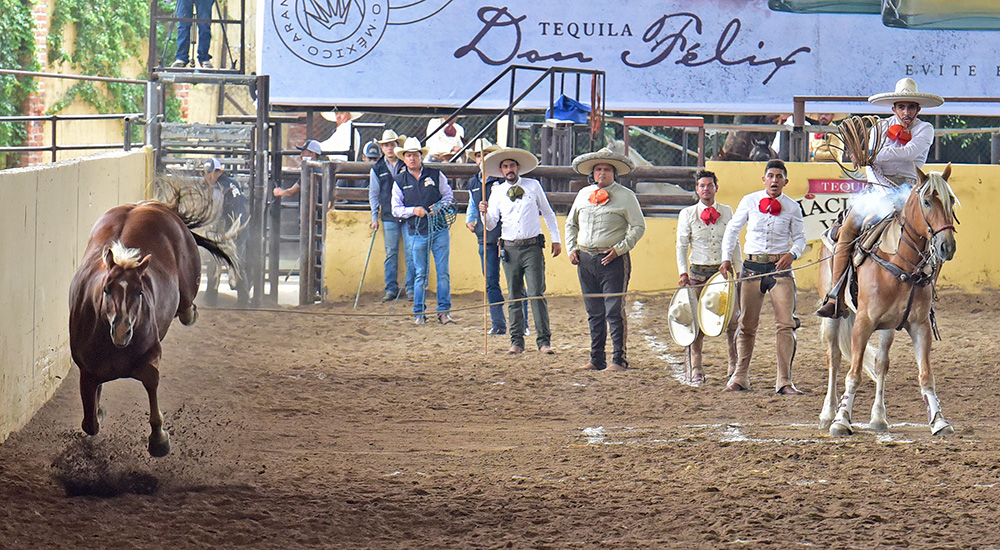 millonariothv's tweet photo. A segunda posición Rancho El Diamante “B”, en la categoría "AA" del #CampeonatoMillonarioTHV #LaPichoniza 

https://t.co/atgYLouwqq https://t.co/K3gFtrLHG9