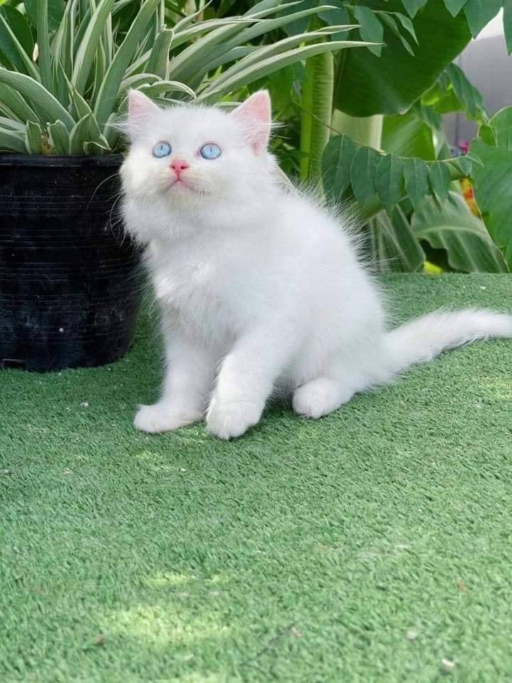 martha22352's tweet photo. welcome new members to the same house https://t.co/Bi7gYRv9e5