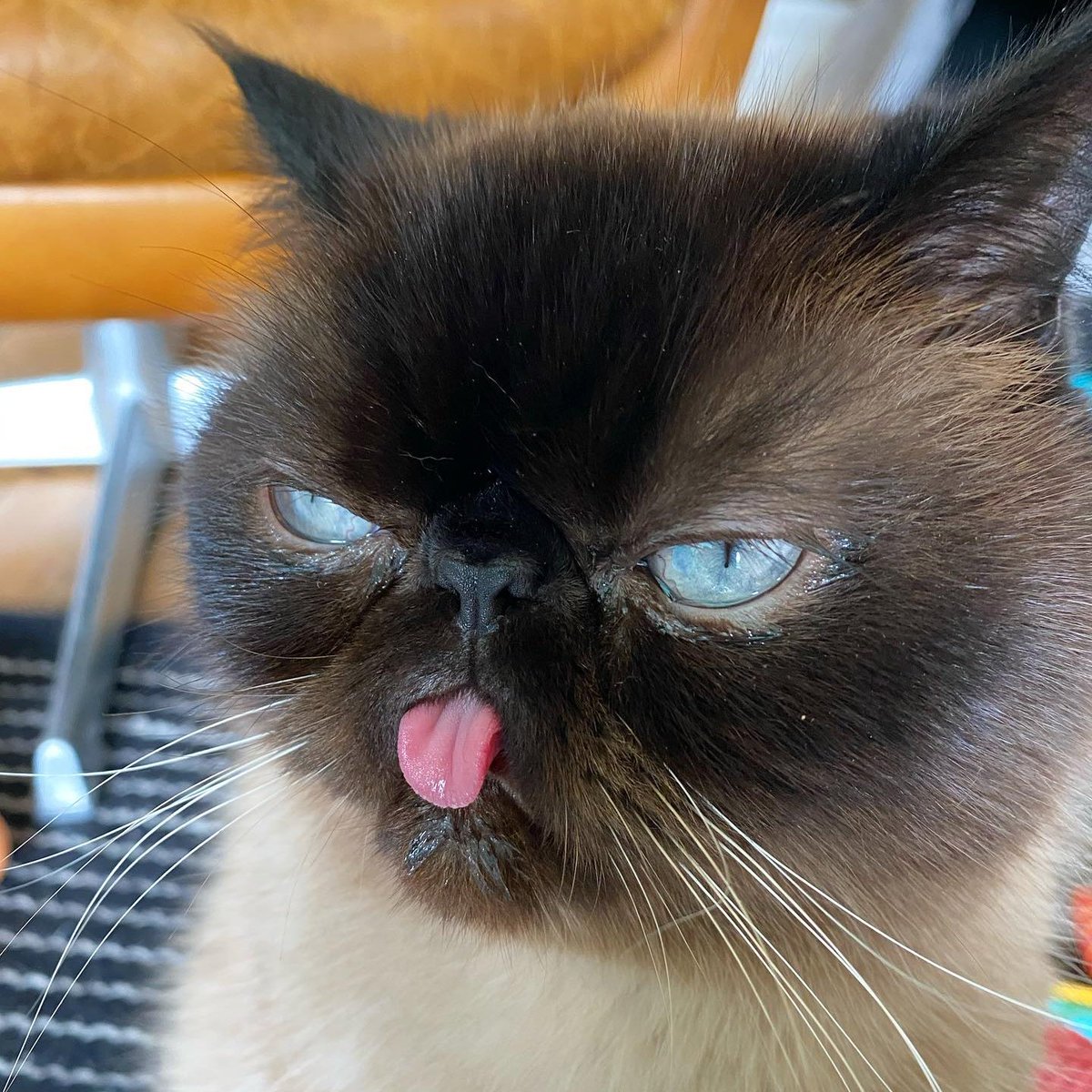 Marisel Guimpert ¬_¬ tweet media