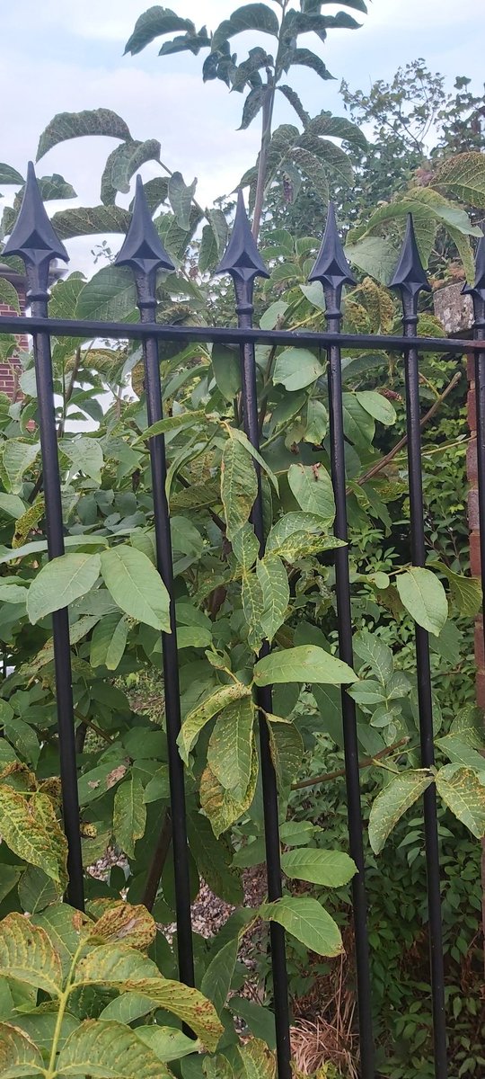 Rob Jaques (@episyrphusb) on Twitter photo Not sure on the plant let alone the gall. Hanging out of a Brecks garden. Any ideas? <a href="/britgalls/">British Plant Galls</a> Not sure on the plant let alone the gall. Hanging out of a Brecks garden. Any ideas? <a href="/britgalls/">British Plant Galls</a>