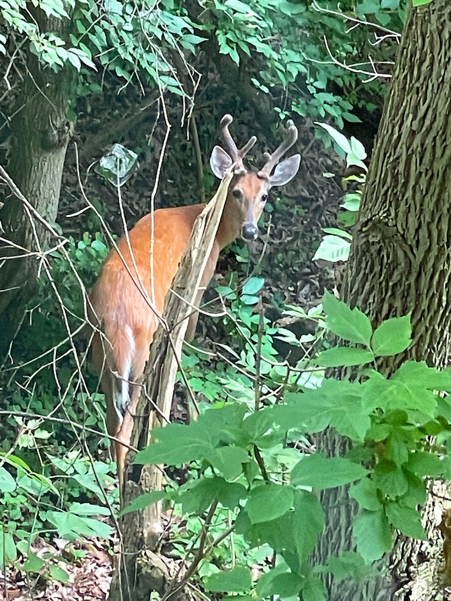 Thanks to first-year medical student Bella Khatib-Shahidi and Candy Busdiecker, assistant director for Faculty Affairs & Development, for sharing these recent photos of deer on campus. Share your favorite photos by tagging @UToledoMed. #UToledoMed #campusviews