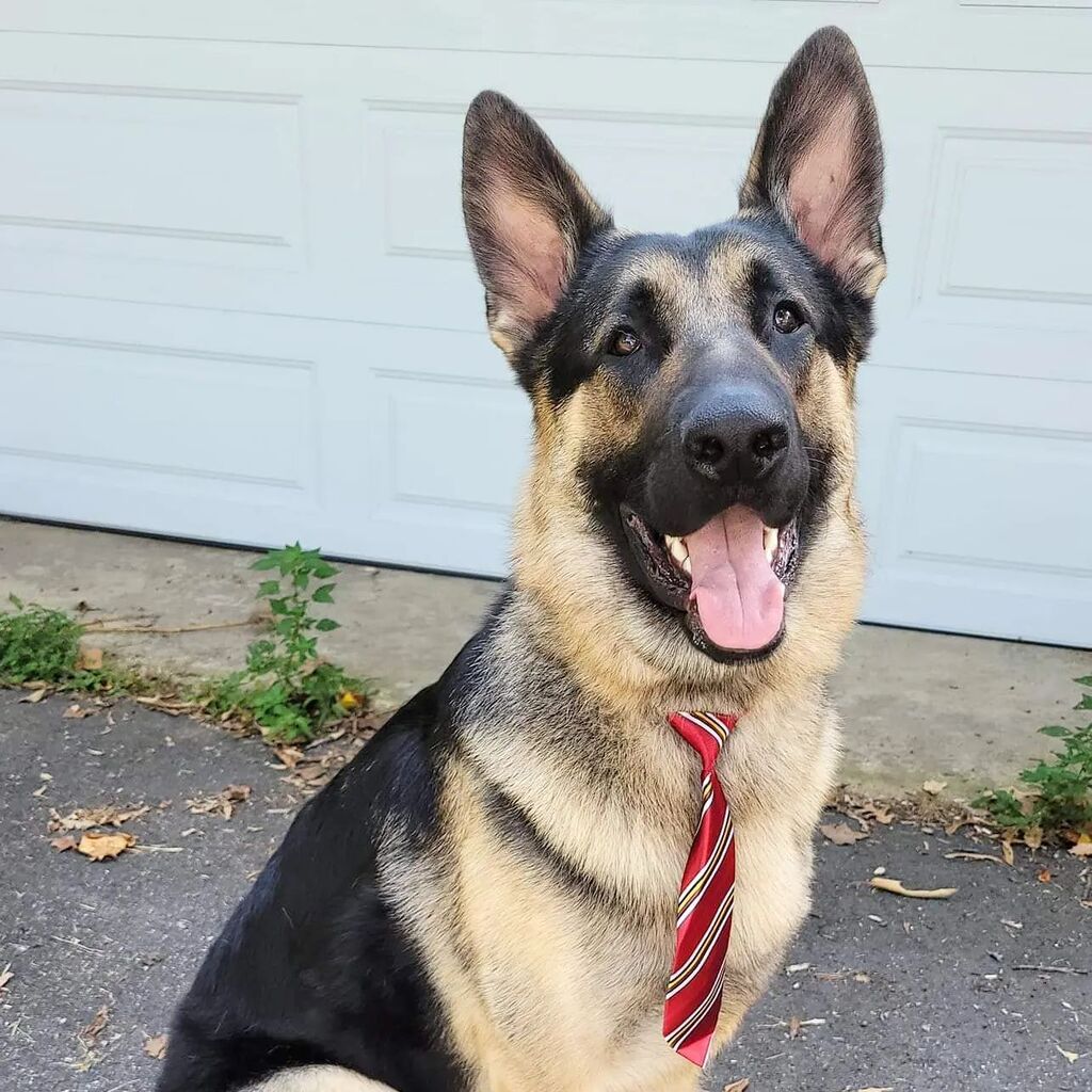 semperk9's tweet photo. #TongueOutTuesday Riley looks like he is ready for his job interview! 🐕‍🦺🇺🇲❤️

#semperk9sRiley #servicedogsforveterans #ServiceDogs4Vets #veteranshelpingveterans #servicedogsofinstagram #germanshepherd #semperk9 https://t.co/UlTYiBq7AW https://t.co/bHiPyKyVJy