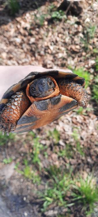 RubyRedSlider tweet picture