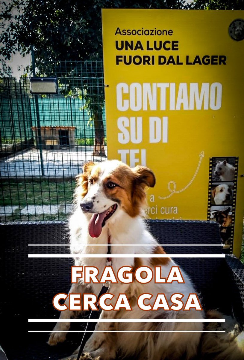 FRAGOLA è sempre in attesa di adozione! Non lasciamola invecchiare senza l’amore di una famiglia… Per favore 🙏🏡🐾🆘🆘🔁🔁❤️ #30agosto #adozionecani ☎️ 333 9521 373 oppure 338 1658 329