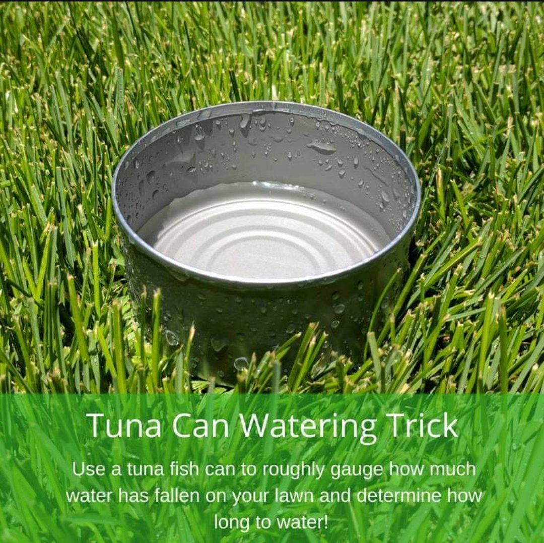 AwfLawnCare's tweet photo. To be sure you're watering the right amount, place an empty tuna can in the area where you are sprinkling. When there is about an inch of water in the can, that's the amount of time you should be watering twice weekly. 
https://t.co/JwvKac7g1e https://t.co/2Dq7f4Bd9u