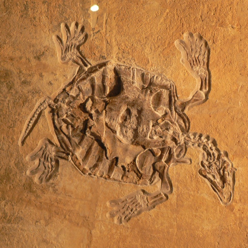 DiscoveryCSC's tweet photo. Distinguished German paleontologist Günter Bechly, was a proponent of Darwinism until he discovered, well into his career, what he now sees as significant scientific reasons to doubt the evolutionary story.