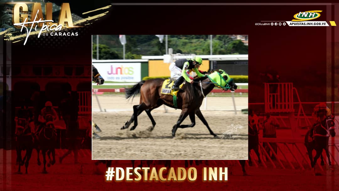 OficialINH's tweet photo. DestacadoINH 🏇🏻| La campeona "Sandovalera" triunfó nuevamente en el Clásico Internacional "Cruz del Ávila",  que se realizó el 28 de agosto en el marco de la Gala Hípica de Caracas. 

▪️Fue conducida por Jaime "Pocho" Lugo y entrenada por Ricardo Rosillo. 

#Hipismo https://t.co/3MwHmuq7U7