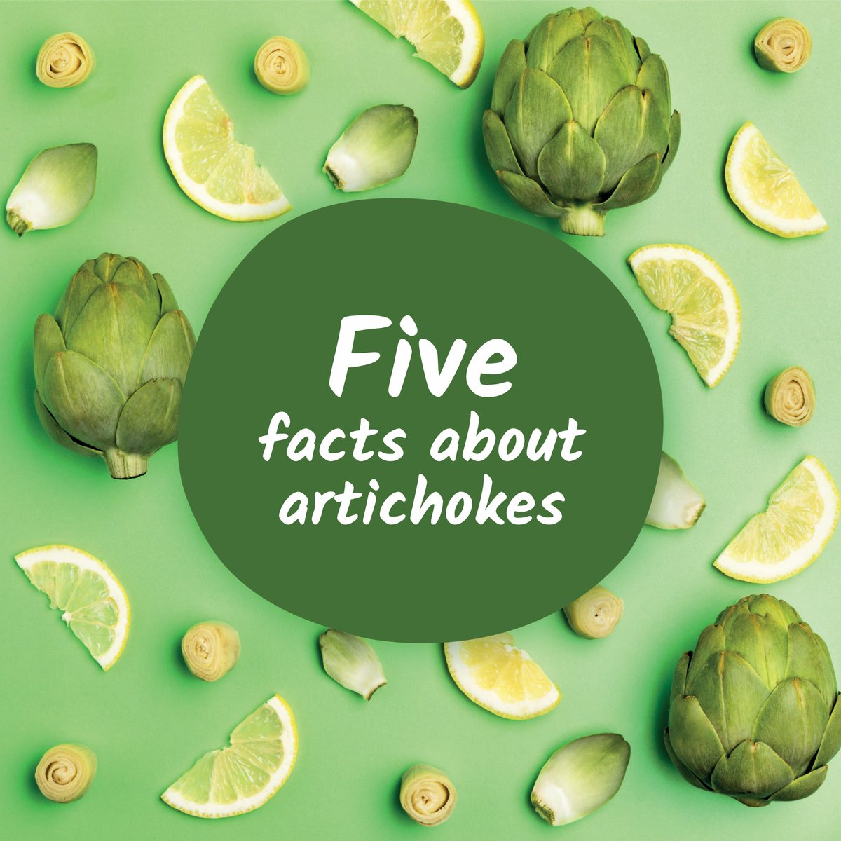 CYNARAartichoke's tweet image. 5 fun facts about #artichokes that you may not know. 🤯👉 bit.ly/3AGCgbM 

 #artichokelovers #cynaracardunculus