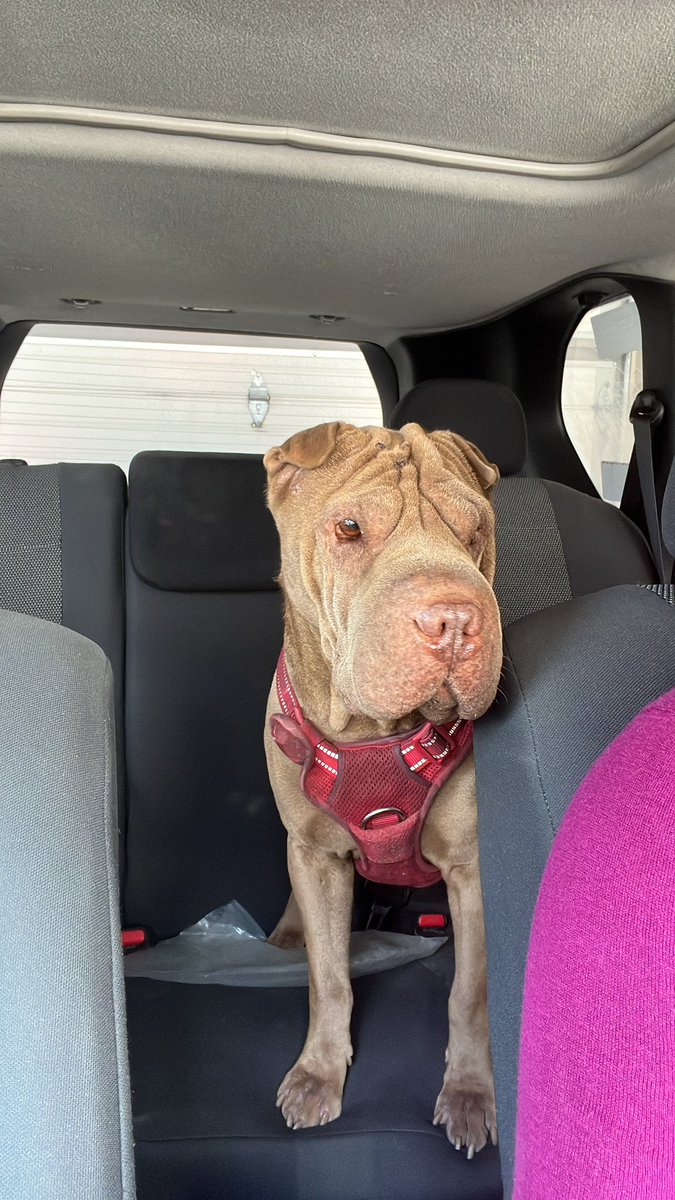 AriRasa's tweet photo. Pasiando con este guapo !!! https://t.co/MPwDNdanHI