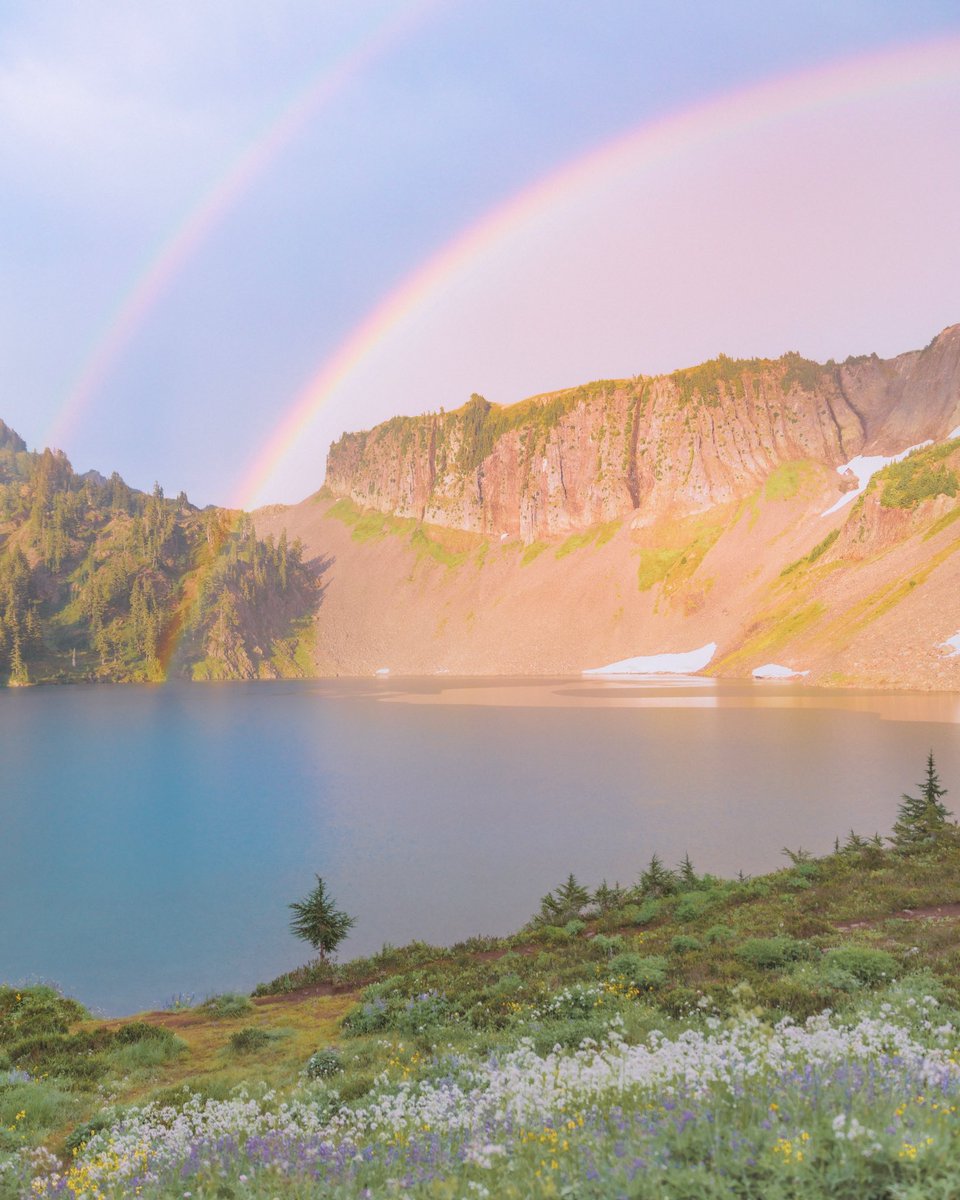 pastel papi tweet media