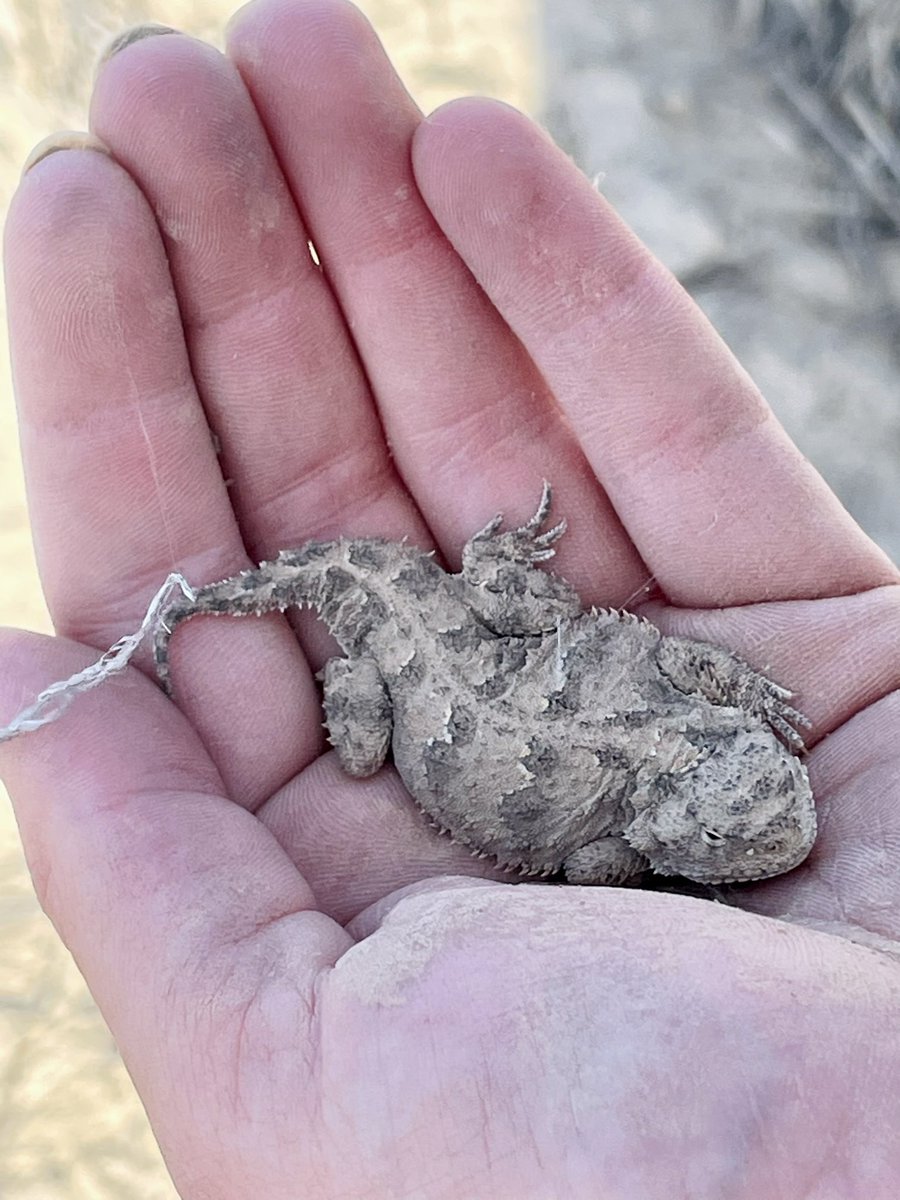 kalinjes's tweet photo. found a horny toad while doing soil sampling today!!! he had my heart immediately 💚💚💚 https://t.co/OuA5N2QzAu