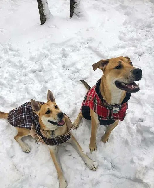 This is Grimm and Nixie! They're a mix of Husky, Cane Corso, and Pittie. They’re a year and a half old and they love to do anything outside and find new places to camp in their converted ambulance . They have their own Instagram too, run by their human Nick LaMothe, OMS II!