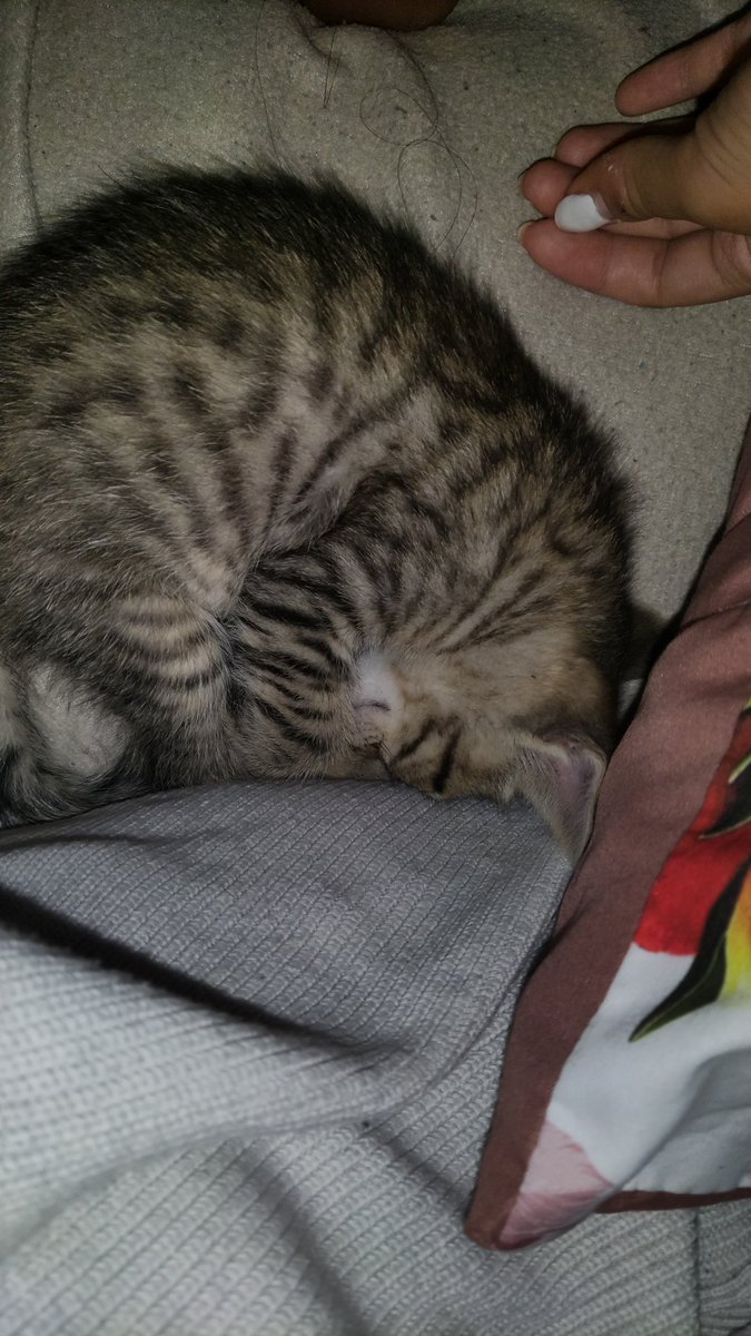 Valentina_206's tweet photo. Cerco persone interessate a questo gattino. È maschio, l'ho trovato in strada, sembra svezzato ma è molto piccolo (ha massimo 2 mesi) ora è lavato e ha mangiato. Io gattino è ad Avezzano, per info contattatemi. https://t.co/29QWLPjDDW
