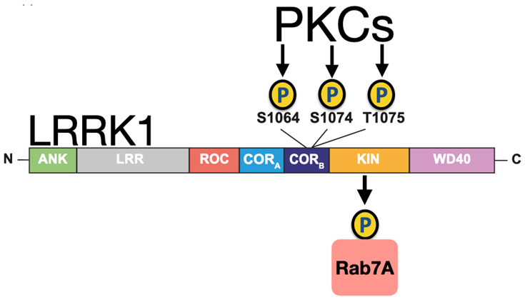 Solving the LRRK jigsaw piece by piece:

Protein kinase C switches on the LRRK1 kinase - simply by phosphorylation.
portlandpress.com/biochemj/artic…

@biochem_journal <a href="/asadm96/">Asad Malik</a> <a href="/chatterjeedeep/">Deep Chatterjee</a>
