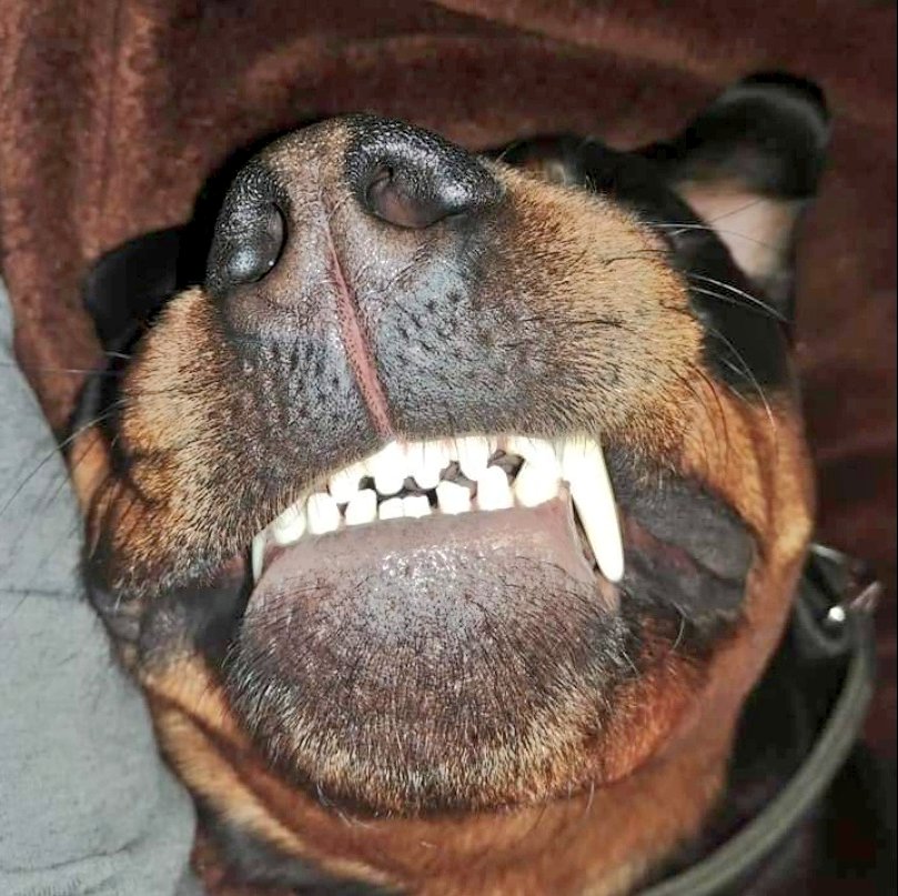 We interrupt your regular Twitter scrolling to bring you this important message.

It's time for a gratitude break. 
Smile!

You may now return to your regularly scheduled social media scrolling.

#mentalwellness #dogs