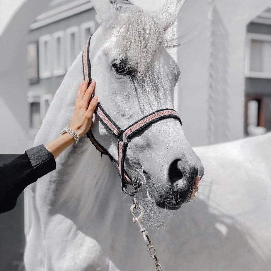 - طيّـب اللّـه حالنـا وآحوالنـا "  🍂