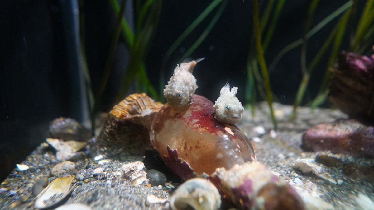 SeattleAquarium's tweet photo. Happy #PSLDay from our pacific spiny lumpsuckers to yours! 🎃🪸 https://t.co/CXV7T0EOip