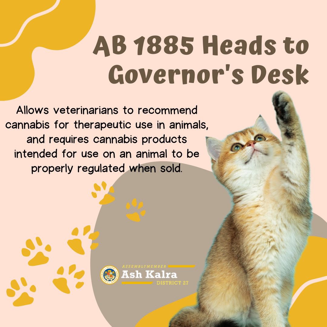 #AB1885 heads to the Governor’s desk! This bill allows veterinarians to recommend cannabis for therapeutic use in animals, and requires cannabis products for animals to be properly regulated. Soon, we will have safe, regulated cannabis products to bring relief to our pets! 🐶 🐈