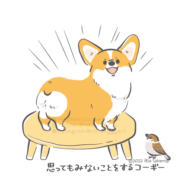 いたずらするときのコーギーあるある/思ってもみないことをするコーギー(1/11) 