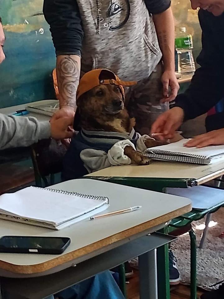 perritos_qctd's tweet photo. Segundo día: ya todos me aman https://t.co/xF9NNZjzIq