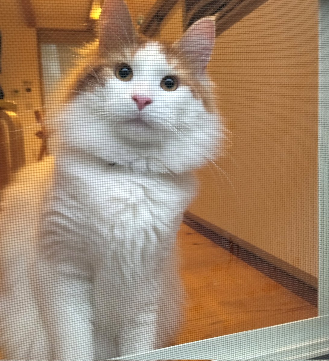 mainecoon_sette's tweet photo. 網戸越しに おはようございます🪟part3
#メインクーン #メインクーン男の子 #長毛猫 #猫 #猫のいる暮らし #今日の猫 #朝 #おはようございます #網戸越し #降ったり止んだり #maincoon #maincoonlovers #maincoonboy #cat #todayscat #goodmorning #screenwindow #catbythewindow https://t.co/zhP808sBsd