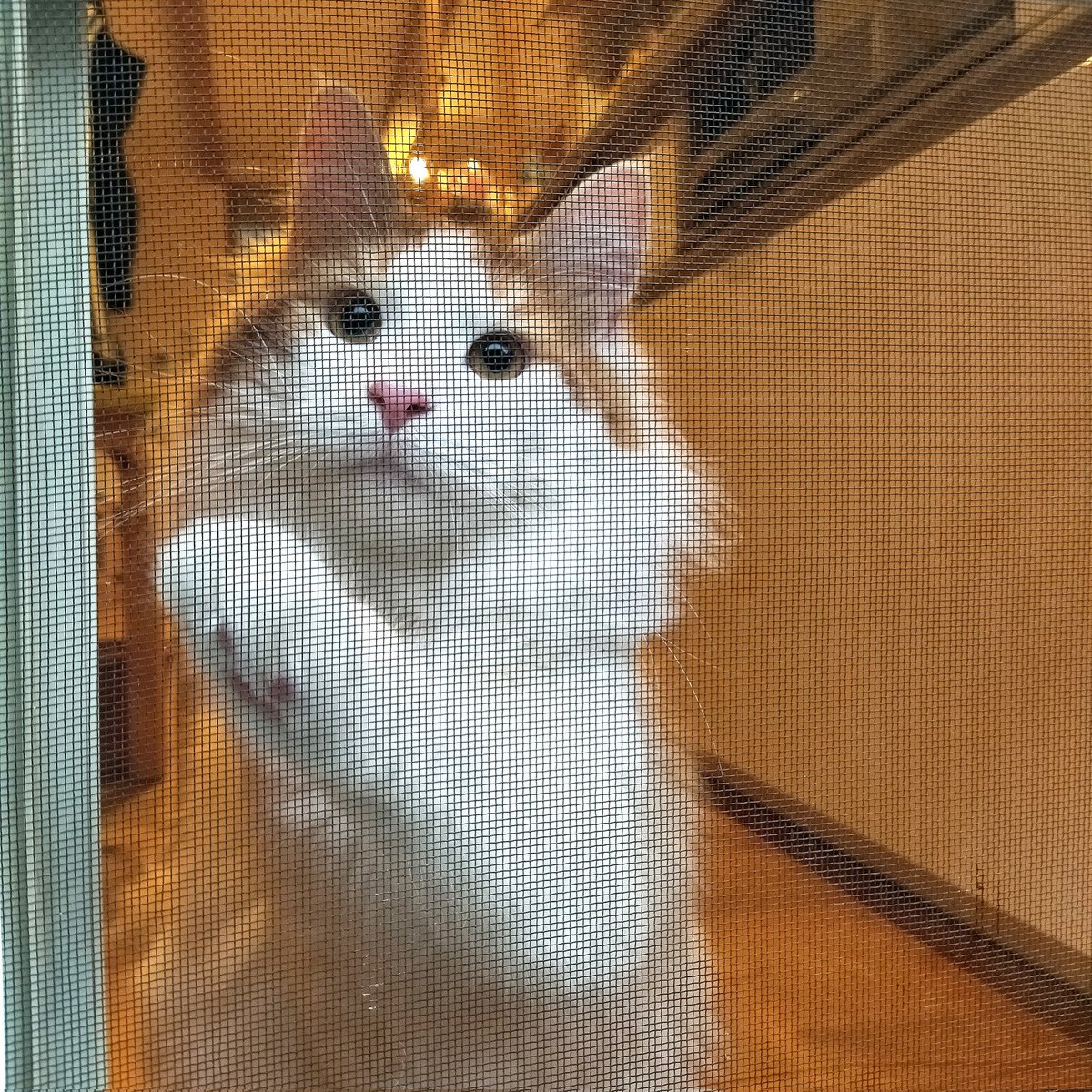 mainecoon_sette's tweet photo. 網戸越しに おはようございます🪟part3
#メインクーン #メインクーン男の子 #長毛猫 #猫 #猫のいる暮らし #今日の猫 #朝 #おはようございます #網戸越し #降ったり止んだり #maincoon #maincoonlovers #maincoonboy #cat #todayscat #goodmorning #screenwindow #catbythewindow https://t.co/zhP808sBsd