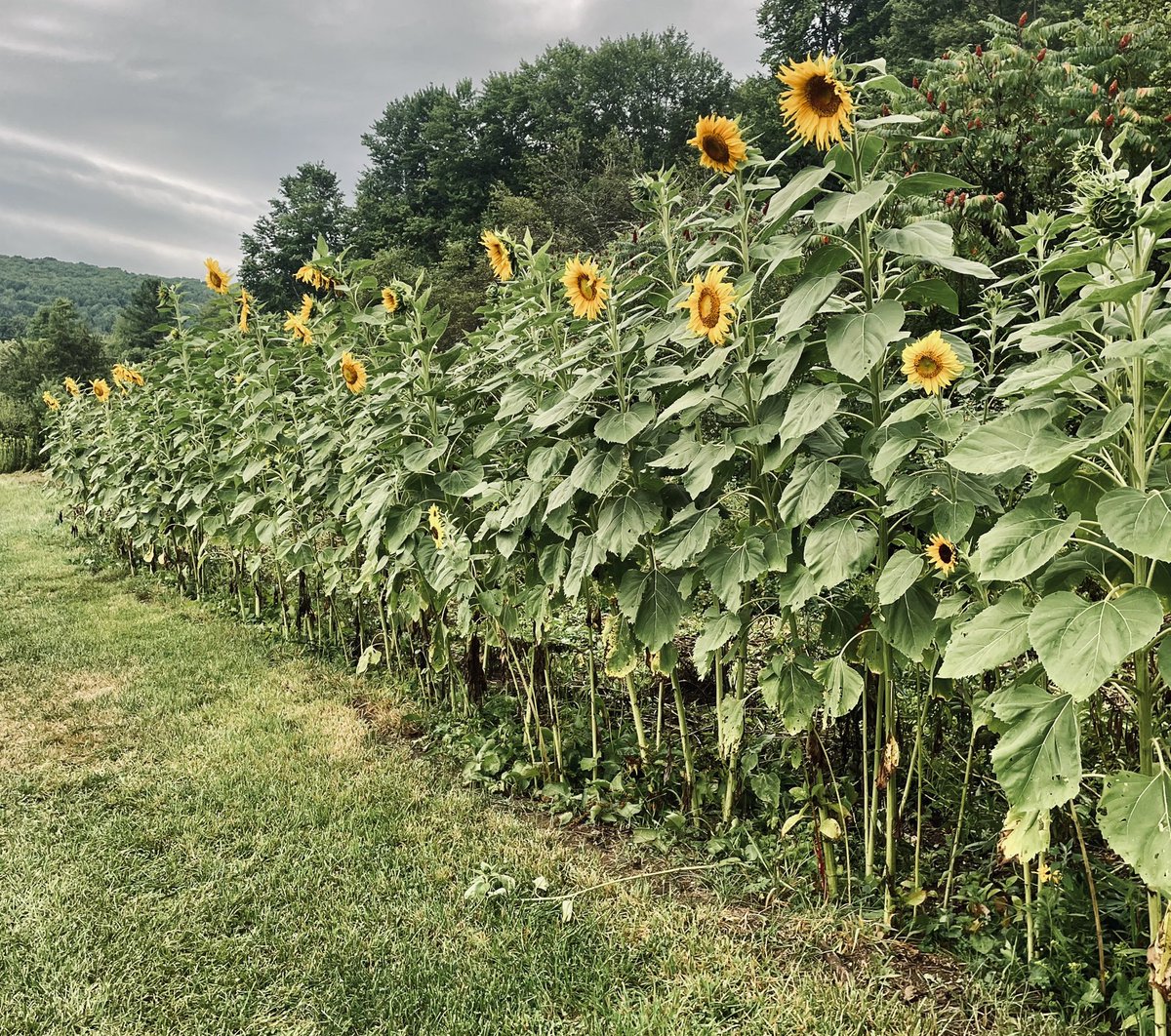 Backyard views 🌻