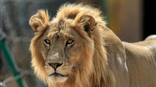 africanBOSS_'s tweet photo. The authorities in Ghana are investigating after a man was mauled to death by a lion after he climbed into a zoo enclosure in the capital, Accra. π§π§π§π
#GhanaNewsAgency #Ghana #Lions #accrazoo #Accra https://t.co/kkeEF60Fud
