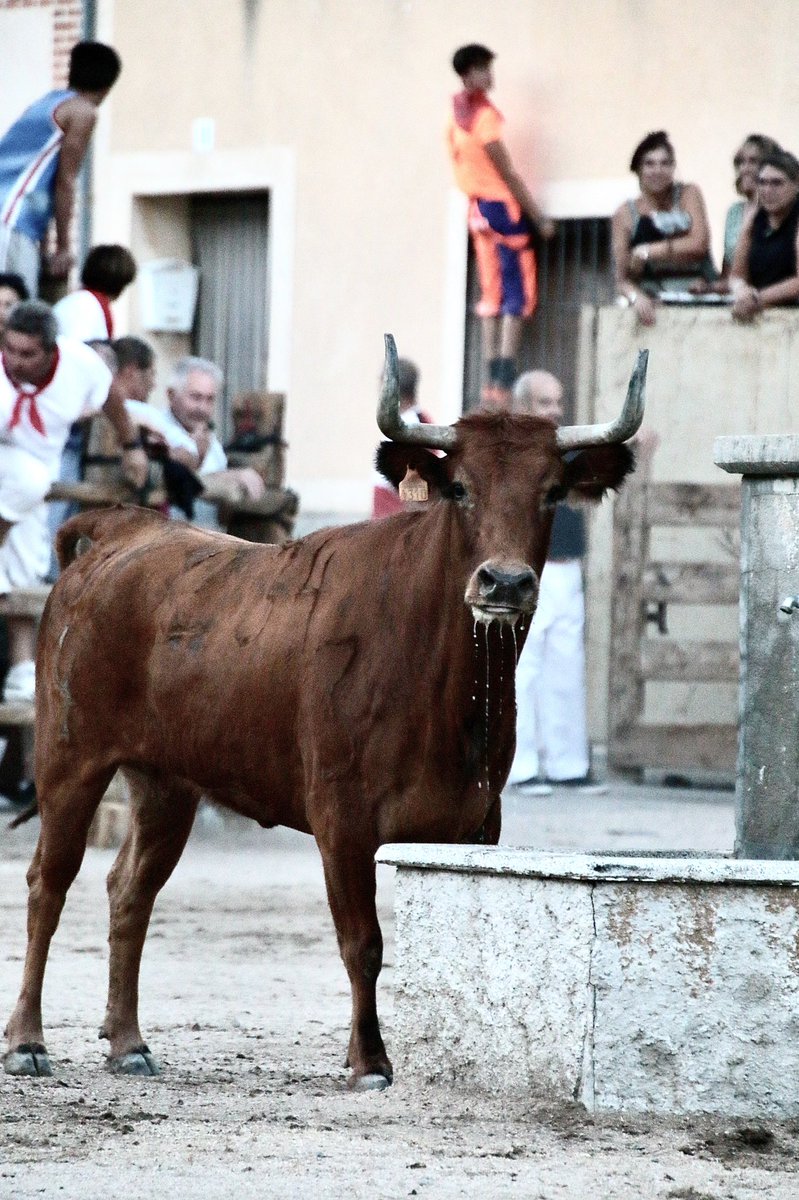 vsantoslinares's tweet photo. 🧵 Hilo sobre Sangarcía, Segovia. 

¡Pueblo qué todo aficionado debe conocer! 

Las fiestas taurinas se comprenden en 24 horas. 

▫️Desencajonamiento
▫️Encierro de las 6 de la mañana. 
▫️Encierro de la 1 de la tarde.
▫️Becerrada de peñas. 

(Todos los encierros duran 2h)

(Sigue) https://t.co/Wm5VYVqep4