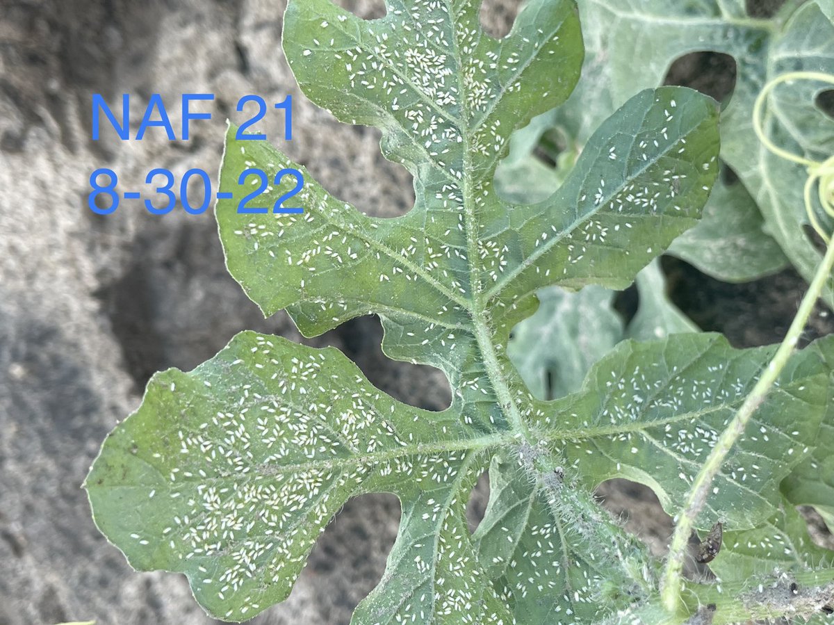 Wes Briggs tweet media