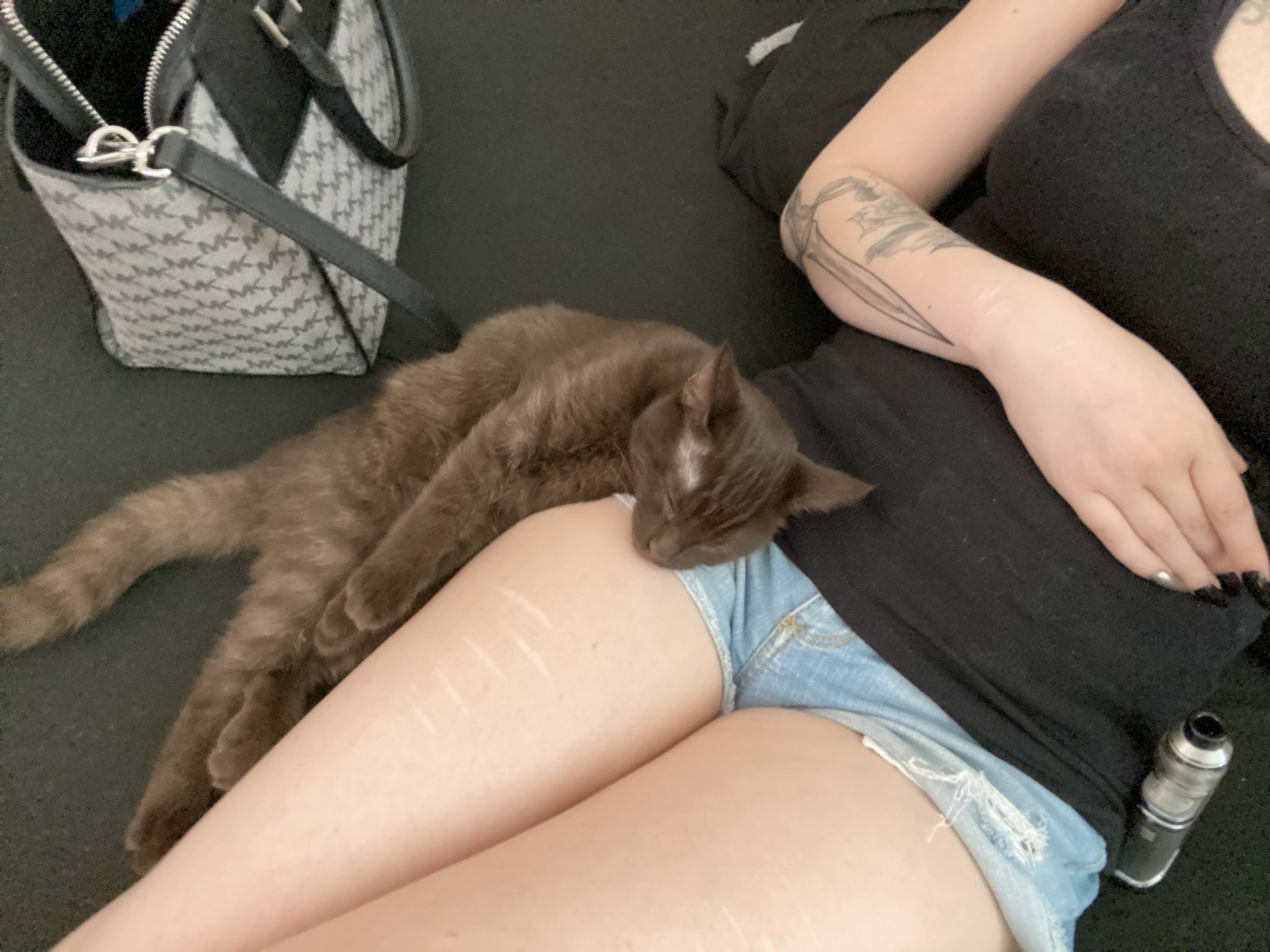 My sweet sleepy angel Miss Penny #CatsOnTwitter https://t.co/coh1lUY8MZ