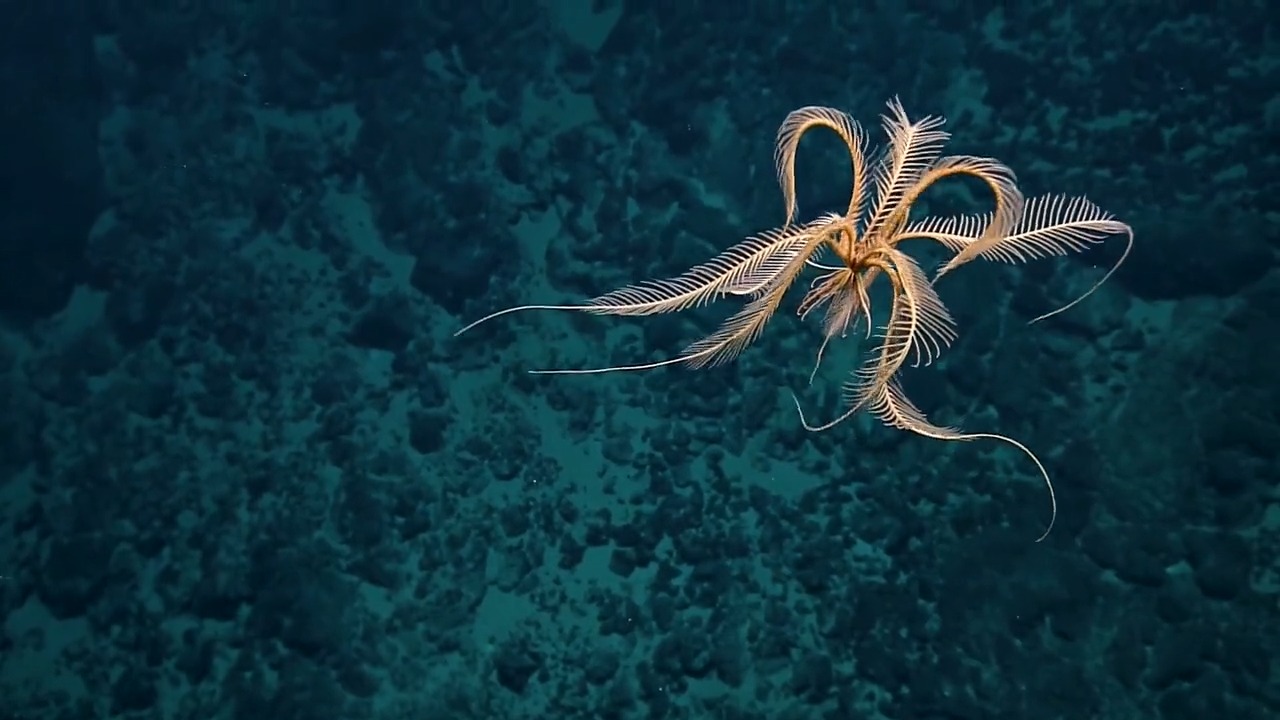 USFWS Pacific on Twitter: