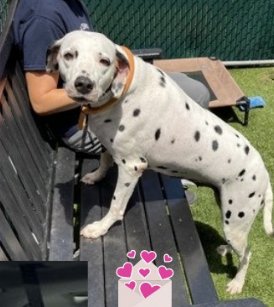 MyBoxerLuvMac1's tweet photo. 💔Sky💔
#NYCACC #150651 3y
▪️To Be Killed: 9/1💉
Beautiful Dalmation on death row, due 2 eviction. Adorable girl's friendly+ social w those knows. Rcvd 0 training or socialization, thus, fearful w strangers. Needs dog savvy, loving, N.East Foster, 2 decompress. 
Pls #pledge
💞Sky https://t.co/b6Ye7hAPRE