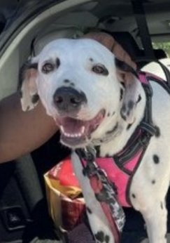 MyBoxerLuvMac1's tweet photo. 💔Sky💔
#NYCACC #150651 3y
▪️To Be Killed: 9/1💉
Beautiful Dalmation on death row, due 2 eviction. Adorable girl's friendly+ social w those knows. Rcvd 0 training or socialization, thus, fearful w strangers. Needs dog savvy, loving, N.East Foster, 2 decompress. 
Pls #pledge
💞Sky https://t.co/b6Ye7hAPRE