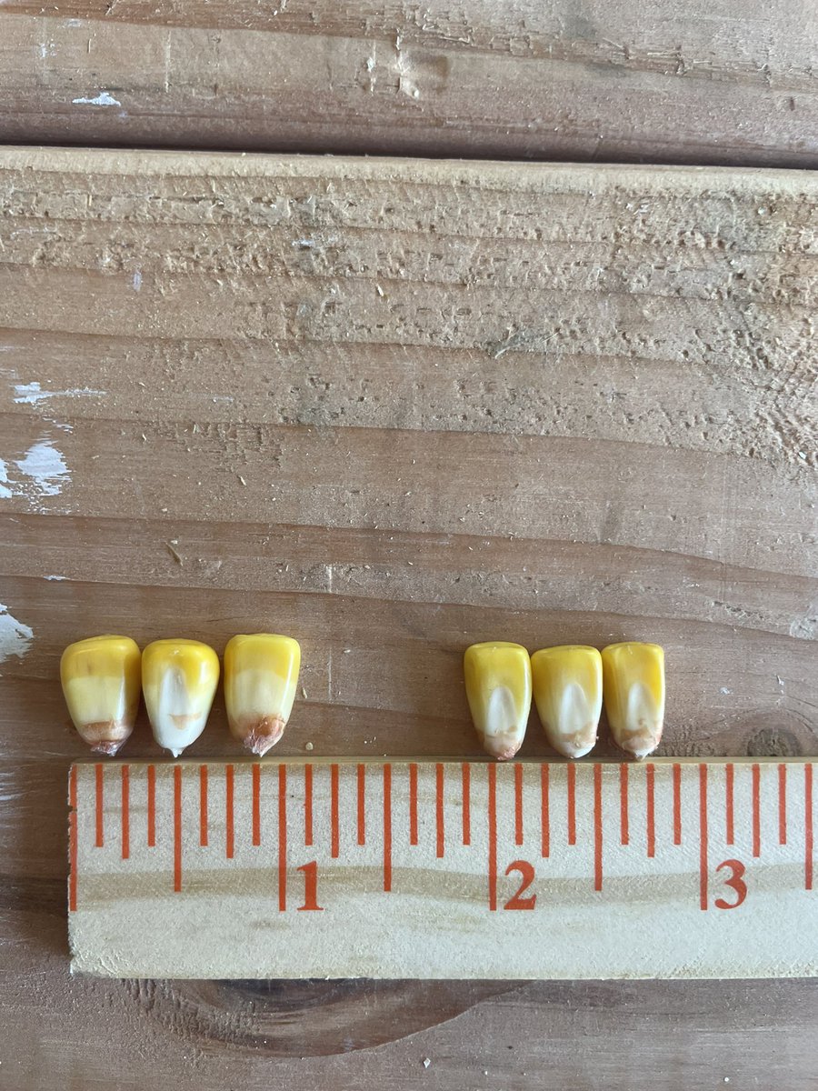 JClayRobinson's tweet photo. Very impressed with the pre-harvest checks on these two @Asgrow_DEKALB top hybrids. 

I checked the total kernels weight from a 20 around ear and a 16 around 57-23 ear.

16 around ear had more total kernel weight even though it had less kernels. Sometimes looks can be deceiving. https://t.co/u2HIkEC9Pc