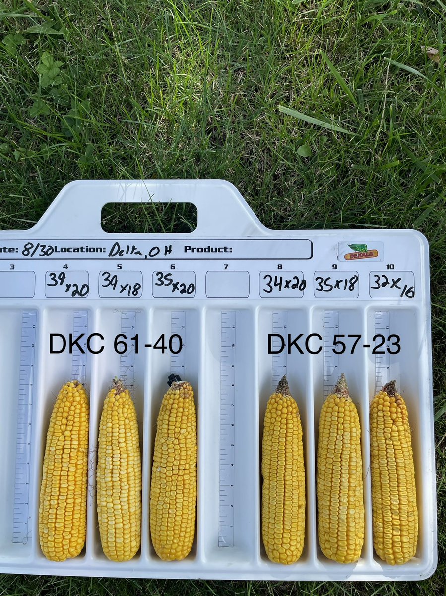 JClayRobinson's tweet photo. Very impressed with the pre-harvest checks on these two @Asgrow_DEKALB top hybrids. 

I checked the total kernels weight from a 20 around ear and a 16 around 57-23 ear.

16 around ear had more total kernel weight even though it had less kernels. Sometimes looks can be deceiving. https://t.co/u2HIkEC9Pc