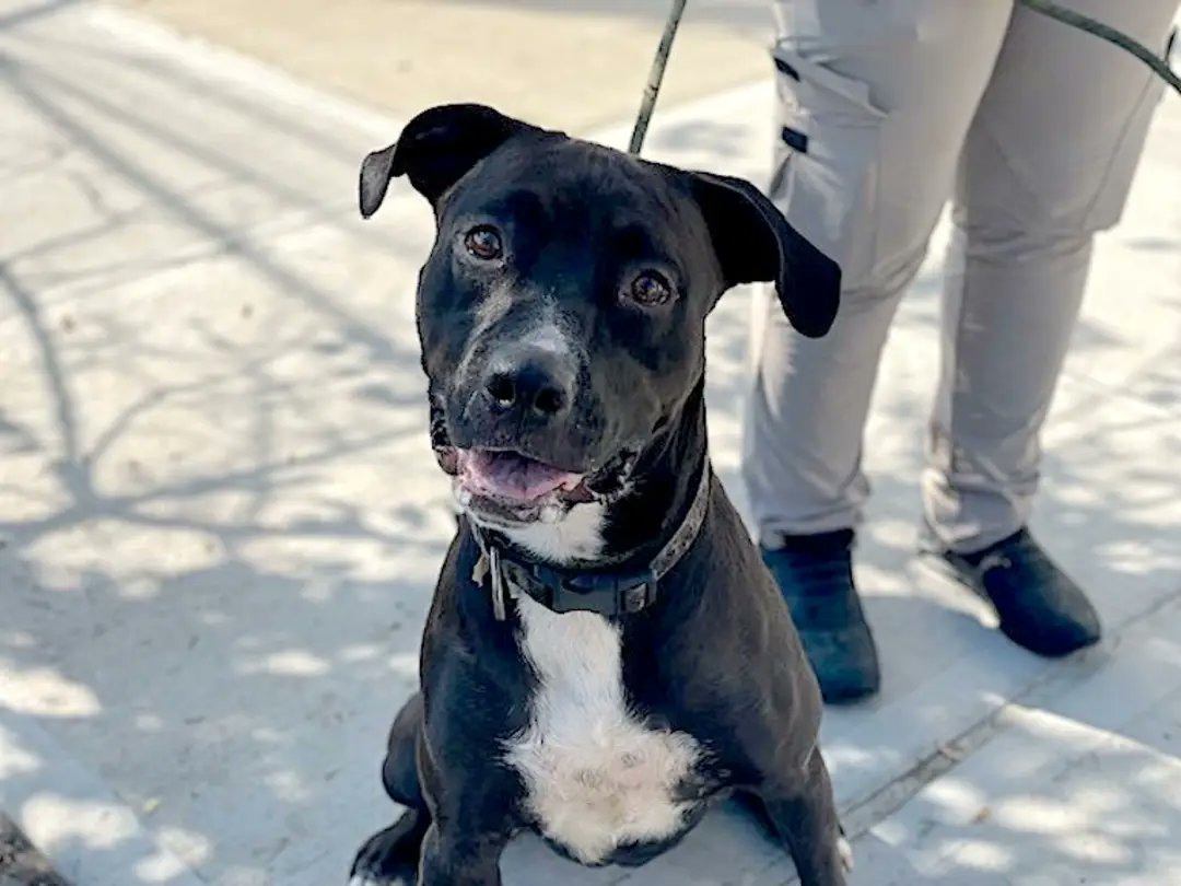 MyBoxerLuvMac1's tweet photo. 💔Bella Spice💔
#NYCACC #151592 1y
▪️To Be Killed: 9/1💉
Beautiful, loving, puppy! Bought from pet store+ less than yr later, no longer able 2 care 4 her. Adores ppl, smart, obedient +eager 2 learn more. Great girl needs loving, N.East #Foster 4 structure, 2 blossom. #pledge
💞BS https://t.co/IWGL10xpUp