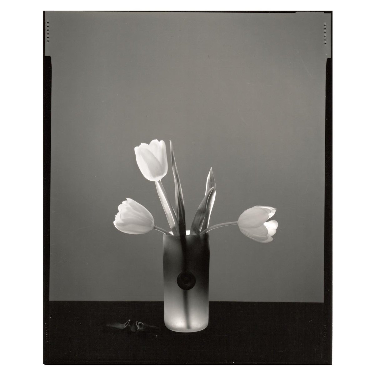 inipr's tweet photo. Paris 1991 - Gran Formato #linhof - Planchas de contacto #flowers #fleurs #flores https://t.co/WypFWIVzEG