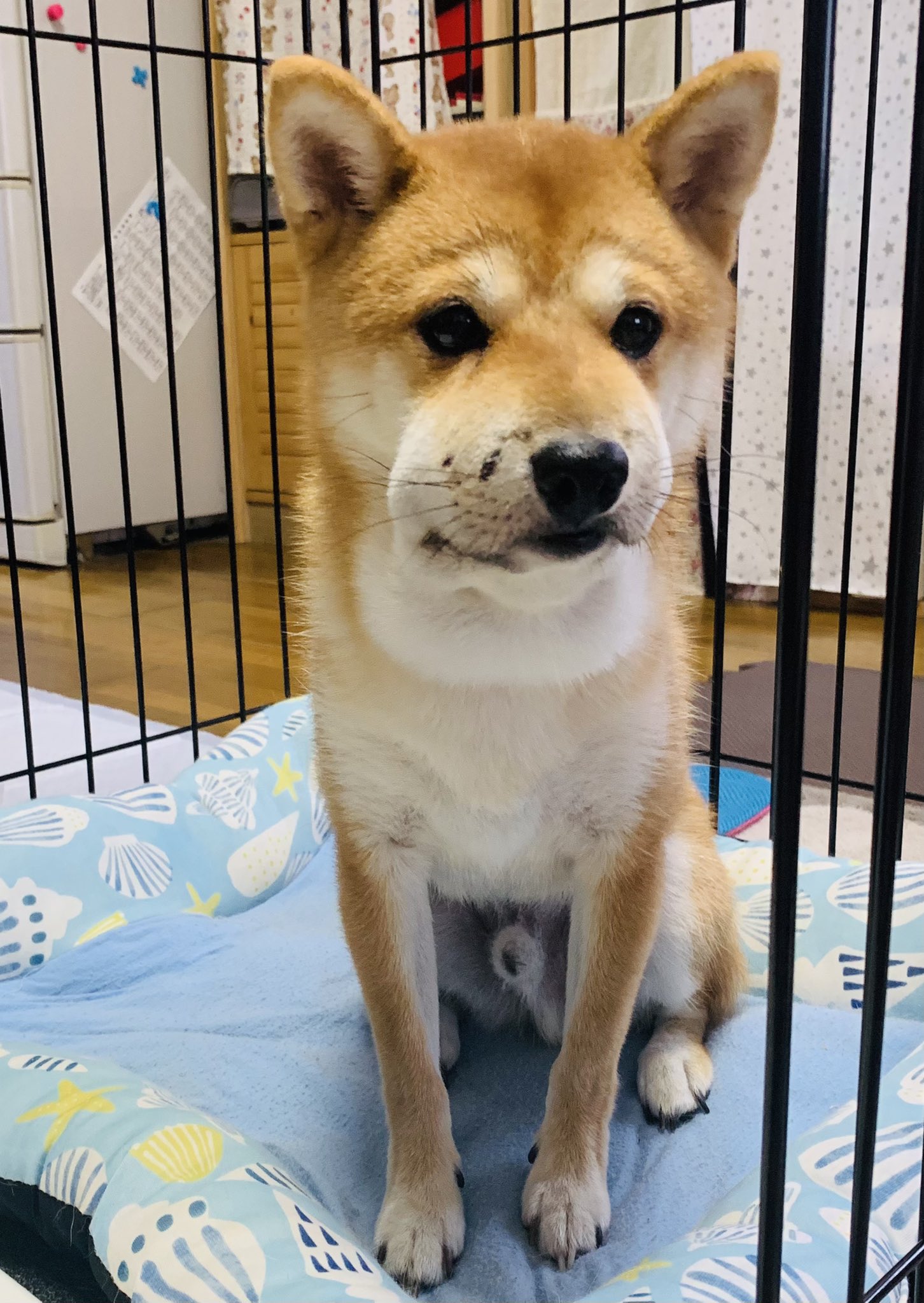 マムシ に 噛ま れ た 犬