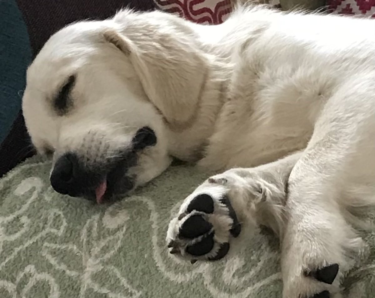 Nearly midnight so a late entry from sleepy Lily for 
#TongueOutTuesday