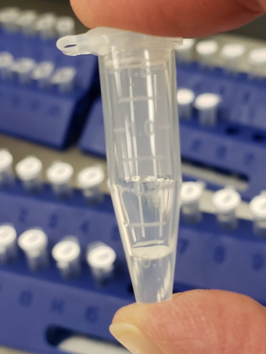 FRCCBioMed's tweet image. Over 140 tubes prepped so that Biomed can identify which of our patients have the mystery illness during lab. #engageSDOW
#QuantitativeDataAnalysis
#ELISAExperiment
