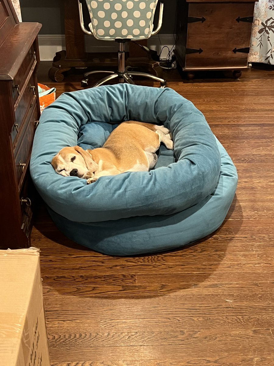 beaglebo1's tweet photo. Bo is doing his best “prince and the pea” impression.  The only one eye open means he is in the process of heading to sleepy town. Lol!  #beagles https://t.co/dkrb2r7RXL