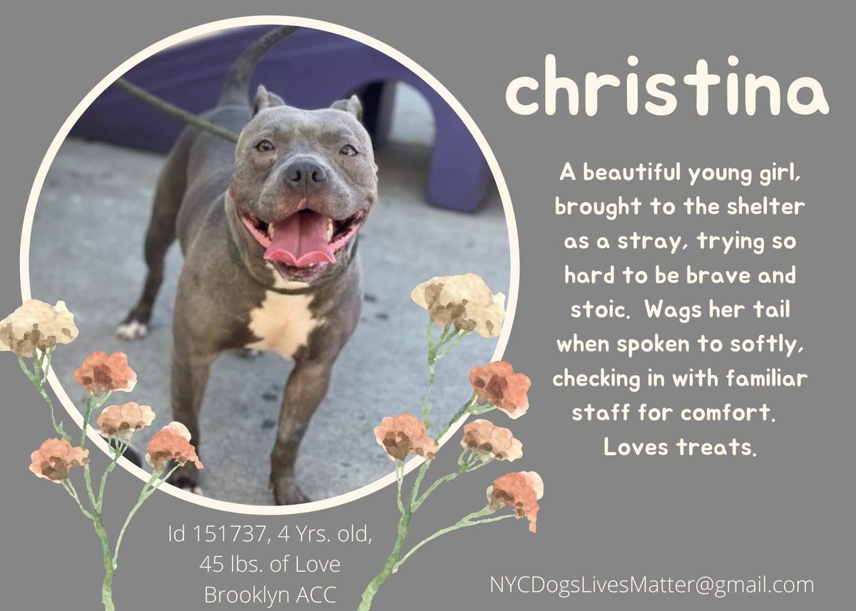 MyBoxerLuvMac1's tweet photo. 💔Christina💔
#NYCACC #151737 4y
▪️To Be Killed: 9/1💉
Beautiful girl brought in stray. Wagged tail @ intake +trying hard 2 b brave. Alone on NYC streets, gets overwhelmed, seeks exit. C her devotion as cks in w staff in yard. Needs loving, N.East Foster, 4 real💘. #pledge
💞C https://t.co/bTnjKS6B7C