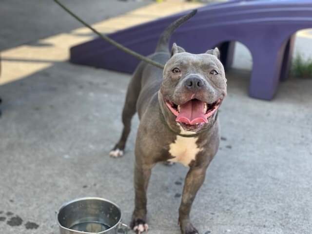 MyBoxerLuvMac1's tweet photo. 💔Christina💔
#NYCACC #151737 4y
▪️To Be Killed: 9/1💉
Beautiful girl brought in stray. Wagged tail @ intake +trying hard 2 b brave. Alone on NYC streets, gets overwhelmed, seeks exit. C her devotion as cks in w staff in yard. Needs loving, N.East Foster, 4 real💘. #pledge
💞C https://t.co/bTnjKS6B7C