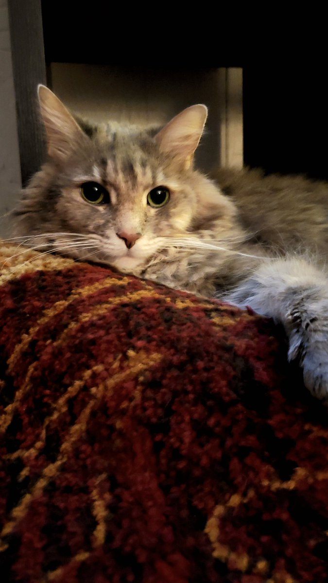 MissPuskar's tweet photo. Sasha. We adopted her from the Humane Society (@TalbotHumane) in Easton, MD.
#cats #diva #superfluff #AdoptDontShop https://t.co/H1qGbGEDZV
