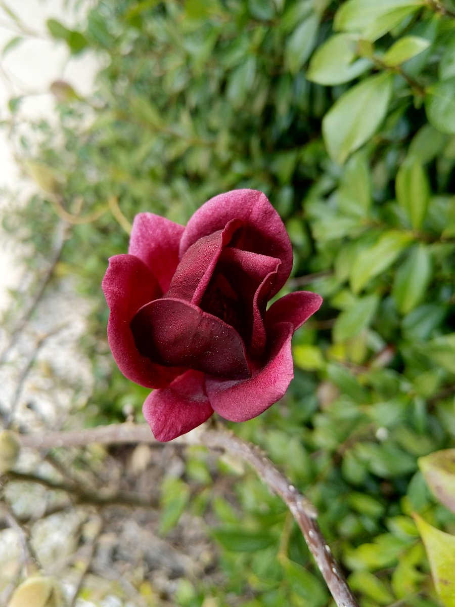 ninyamaubach's tweet photo. It's springing in my garden. https://t.co/tS1I4Eybwv