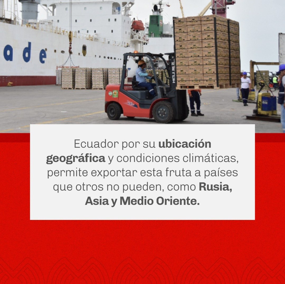 CamCMachala's tweet photo. Conoce más sobre la Actividad bananera en El Oro en nuestra revista Competitividad 77 años 📕
#CCMachala #Opinion #SociosCCMachala #Comercio #Emprendedores #Comerciantes #Empresarios #MásOportunidadesJuntos #Machala #ElOro #Ecuador https://t.co/H8YNoddXbu